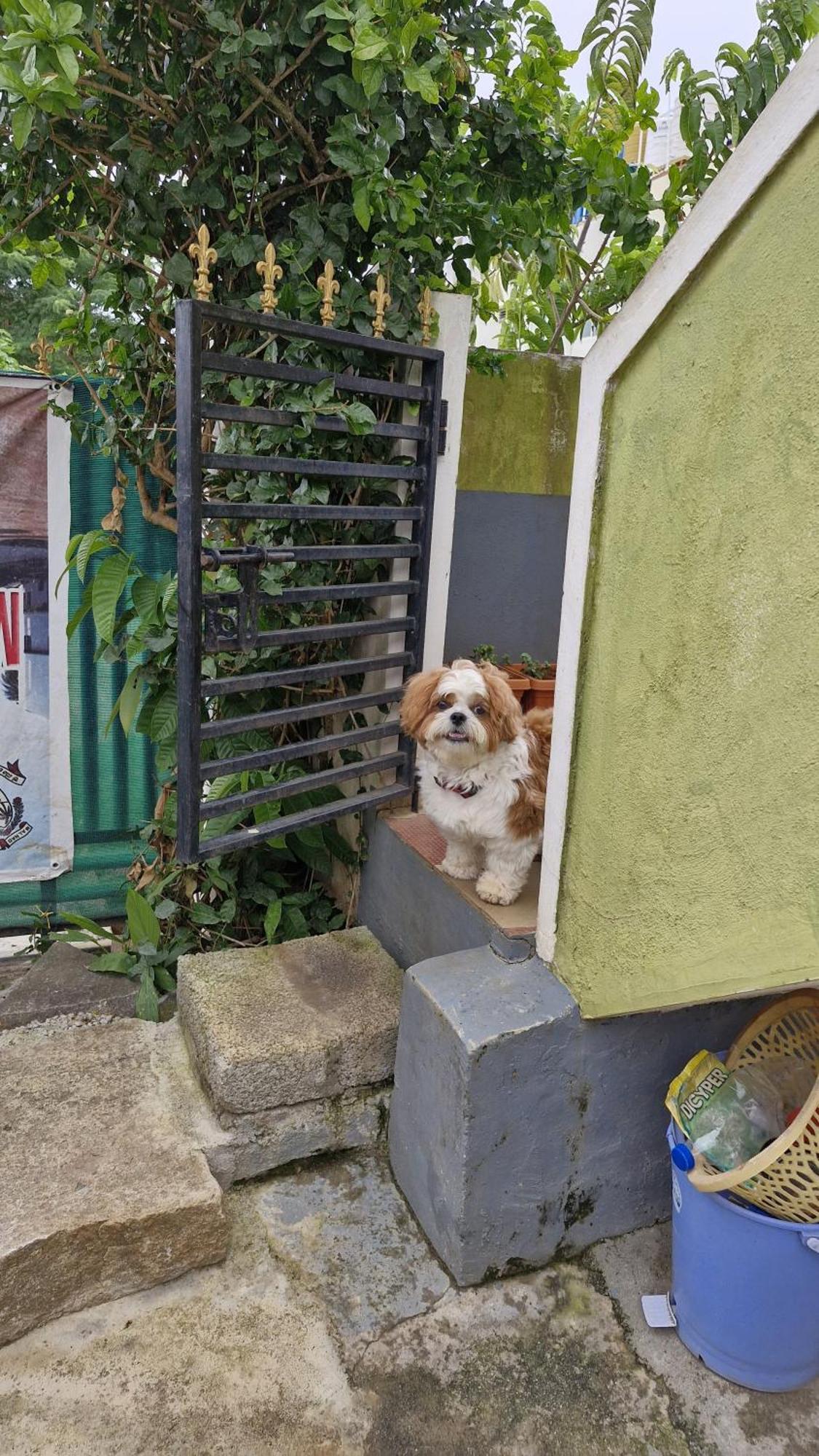 Malgudi Mane Homestay Chikmagalūr Esterno foto