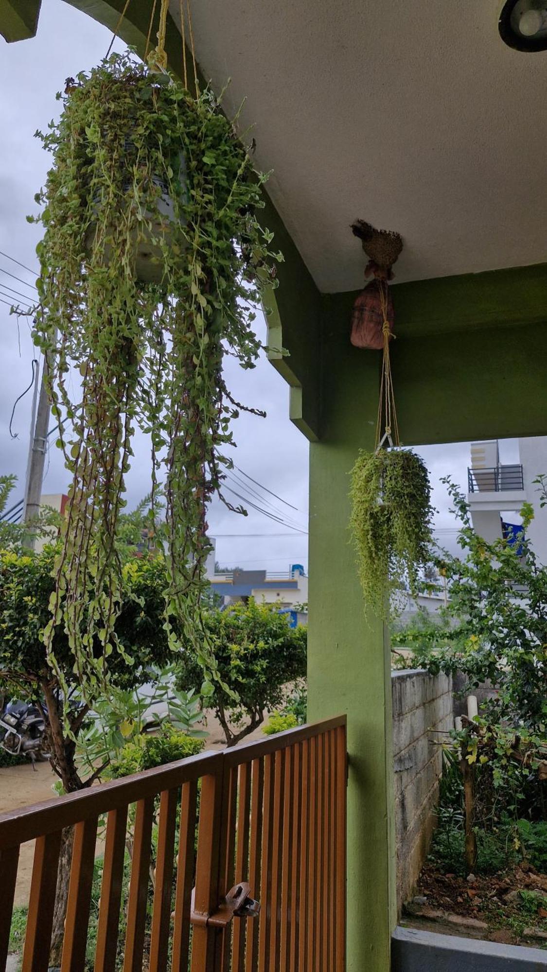 Malgudi Mane Homestay Chikmagalūr Esterno foto